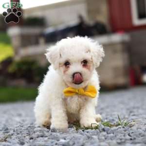 Rocky, Bichon Frise Puppy